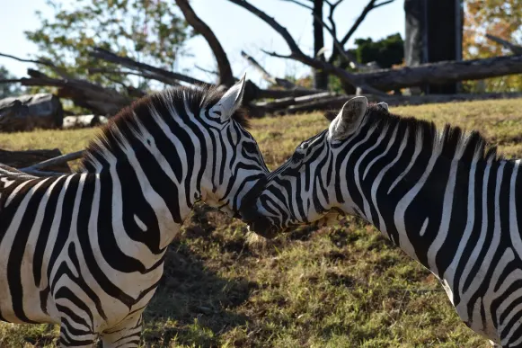 Jet10 Kasino Sokongan